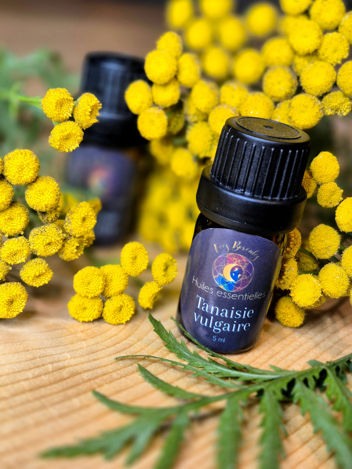 Huile essentielle de tanaisie vulgaire 5 ml – Fées Boréales, flacon ambré avec étiquette mauve et or, entouré de fleurs jaunes de tanaisie